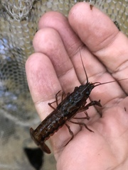 Procambarus versutus