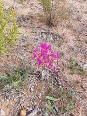 Pelargonium incrassatum