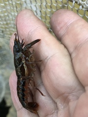 Procambarus versutus