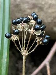 Allium burdickii