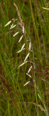 Silene chlorantha