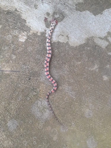 Brown-banded watersnake