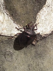 Antiteuchus mixtus