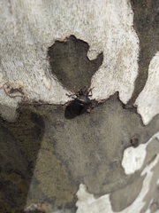 Antiteuchus mixtus