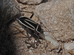 Ragliodes delineatus