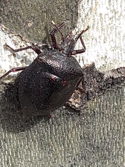 Antiteuchus mixtus