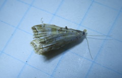 Elophila icciusalis