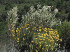 Mercurialis tomentosa