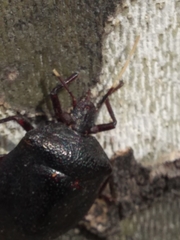 Antiteuchus mixtus