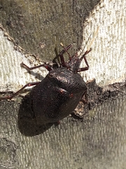 Antiteuchus mixtus