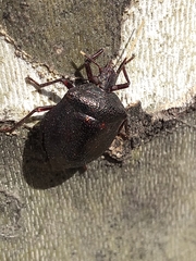 Antiteuchus mixtus