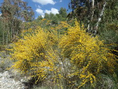 Genista spartioides