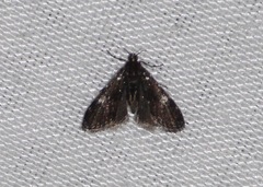 Elophila tinealis