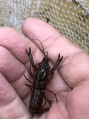 Procambarus versutus