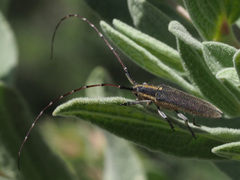 Agapanthia asphodeli