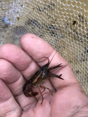 Procambarus versutus