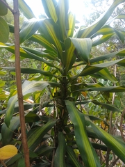 Dracaena fragrans