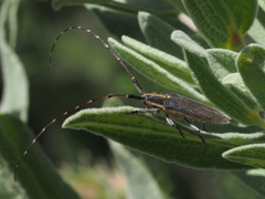 Agapanthia asphodeli