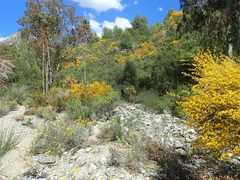 Genista spartioides
