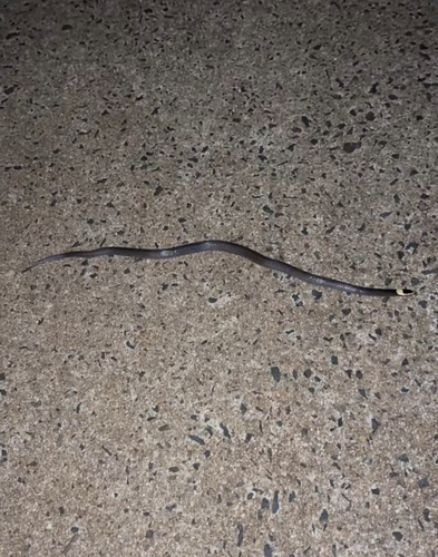 White-crowned Snake sighting