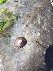 Testudinalia testudinalis