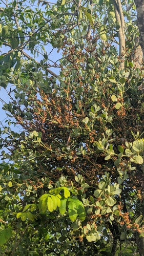 Needletip mistletoe (Phoradendron mucronatum)
