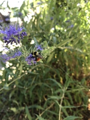 Bombus huntii