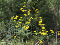 Coronilla juncea