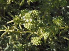 Teucrium lusitanicum aureiforme