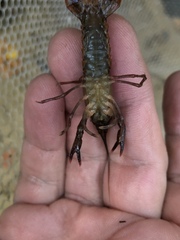 Procambarus versutus