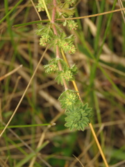 Alchemilla aphanoides