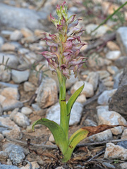 Anacamptis coriophora fragrans
