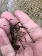Procambarus versutus