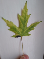 Acer saccharinum