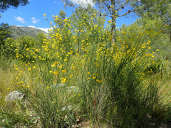 Coronilla juncea