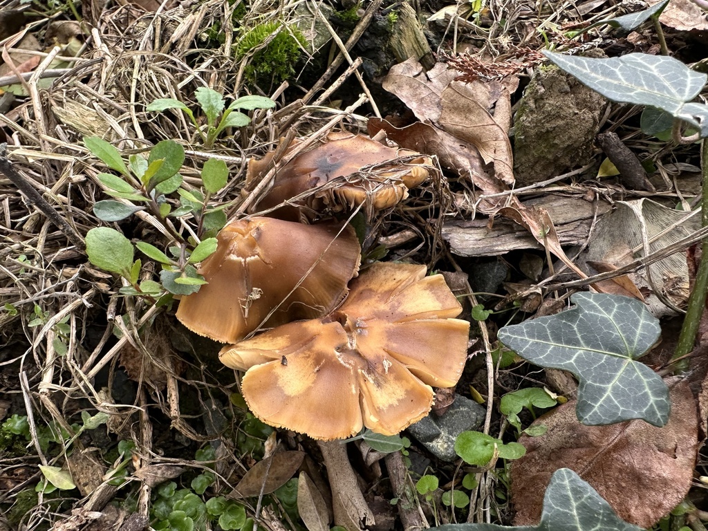 Psilocybe subaeruginosa · May 2025 · photo: © marmalade101 (iNaturalist, cc0)