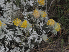 Anthyllis tejedensis