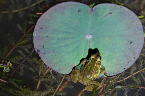 Beijing Gold-striped Pond Frog, Pelophylax plancyi