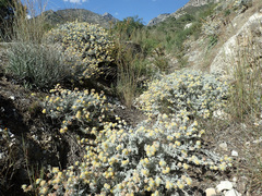 Anthyllis tejedensis