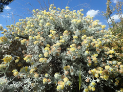 Anthyllis tejedensis