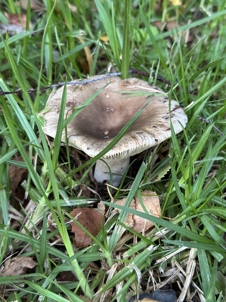 Russula amoenolens · May 2025 · photo: © marmalade101 (iNaturalist, cc0)