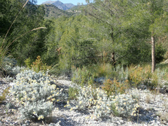 Anthyllis tejedensis