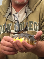 Sphoeroides maculatus