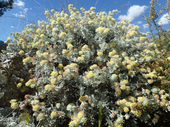 Anthyllis tejedensis