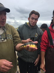 Sphoeroides maculatus