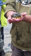 Sphoeroides maculatus