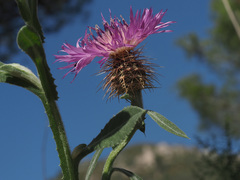 Centaurea seridis sonchifolia
