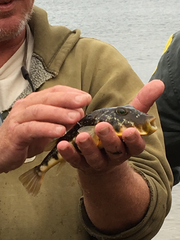 Sphoeroides maculatus