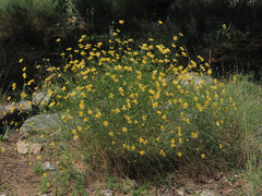 Genista umbellata