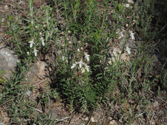Teucrium pseudochamaepitys
